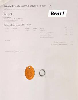 Bear -  Domestic Medium Hair and Bombay Cat for Adoption in San Antonio, Texas - Bear | PetCurious