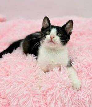 Domestic Short Hair Cats Available for Adoption in Covington, Louisiana - Drill Bit | PetCurious