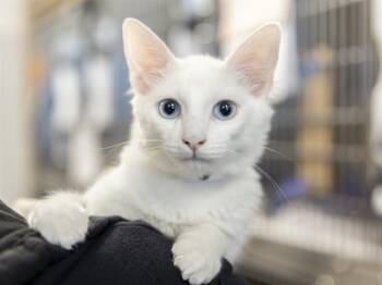KELLIN -  Domestic Medium Hair Cat for Adoption in Phoenix, Arizona - KELLIN | PetCurious