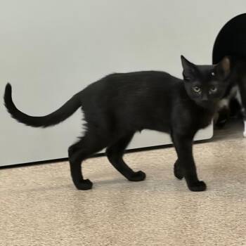 Bagheera -  Domestic Short Hair Cat for Adoption in Sarasota, Florida - Bagheera | PetCurious