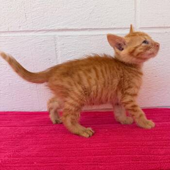 Domestic Short Hair Cats Available for Adoption in Evensville, Tennessee - Pebbles | PetCurious