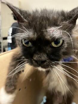 YUBA -  Domestic Short Hair Cat for Adoption in Long Beach, California - YUBA | PetCurious