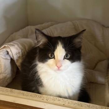 Merlot -  Domestic Long Hair Cat for Adoption in Fenton, Michigan - Merlot | PetCurious