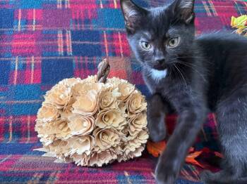 Walter -  Domestic Short Hair Cat for Adoption in Hartville, Ohio - Walter | PetCurious