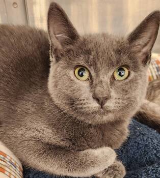 Sasha -  Domestic Short Hair Cat for Adoption in San Antonio, Texas - Sasha | PetCurious
