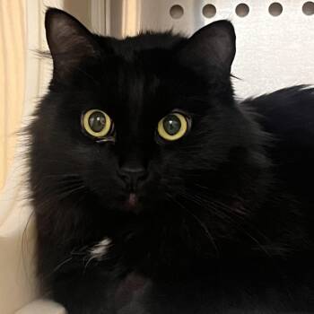 Coco -  Domestic Short Hair Cat for Adoption in Reno, Nevada - Coco | PetCurious