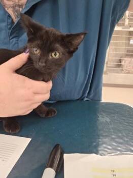 Moose Traxx -  Domestic Short Hair Cat for Adoption in Westland, Michigan - Moose Traxx | PetCurious