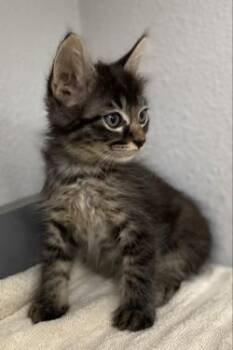 -Forest -  Tabby and Domestic Medium Hair Cat for Adoption in Red Bluff, California - -Forest | PetCurious