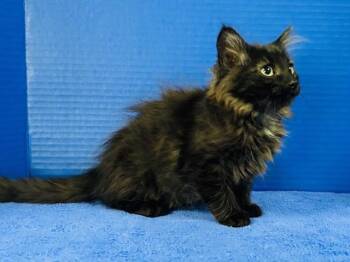 Domestic Medium Hair Cats Available for Adoption in Hawk Point, Missouri - Opening Day | PetCurious