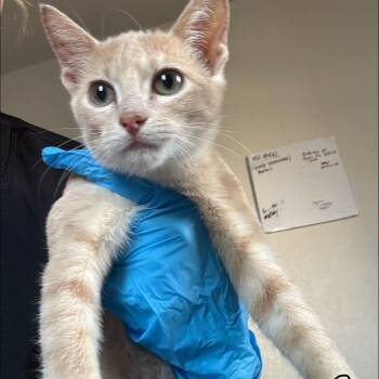 Mario -  Domestic Short Hair Cat for Adoption in Midland, Texas - Mario | PetCurious