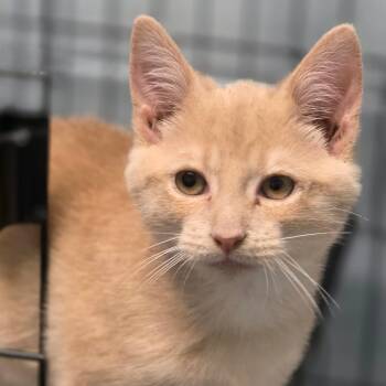 Natsu (Summer) -  Domestic Short Hair Cat for Adoption in Huntsville, Alabama - Natsu (Summer) | PetCurious
