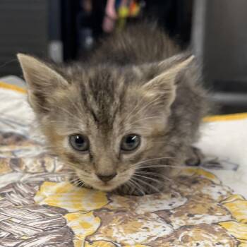 Connie -  Domestic Short Hair Cat for Adoption in Pauls Valley, Oklahoma - Connie | PetCurious