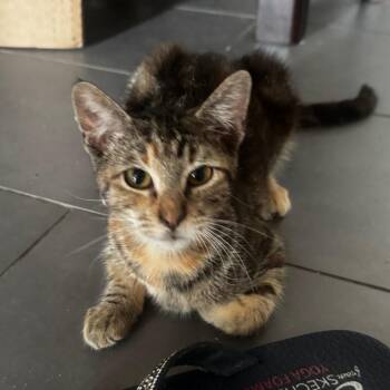 Capella -  Domestic Short Hair Cat for Adoption in Los Angeles, California - Capella | PetCurious