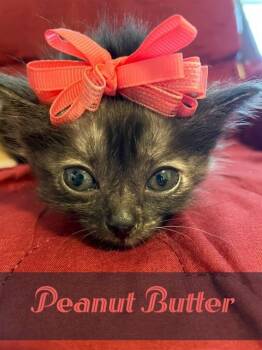 Rescue Domestic Short Hair Cats for Adoption in Fort Walton Beach, Florida - PEANUT BUTTER | PetCurious