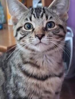 Rescue Domestic Short Hair Cats for Adoption in Adrian, Michigan - Mariposa | PetCurious