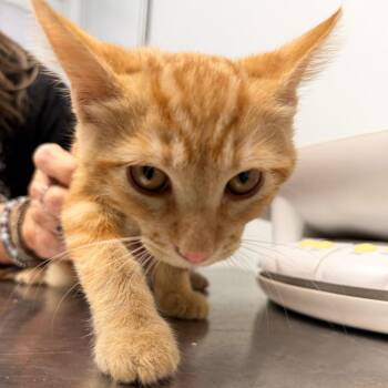 Cooper -  Domestic Short Hair Cat for Adoption in Las Vegas, Nevada - Cooper | PetCurious