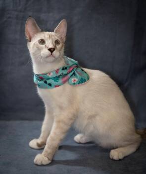 Volt -  Siamese Cat for Adoption in Scottsdale, Arizona - Volt | PetCurious