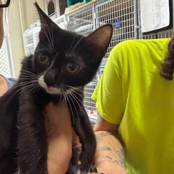 Lief -  Domestic Short Hair Cat for Adoption - Lief | PetCurious
