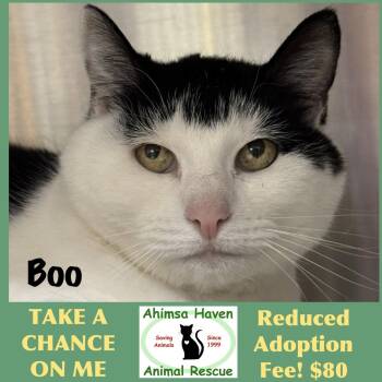 Boo -  Domestic Short Hair Cat for Adoption in Winchendon, Massachusetts - Boo | PetCurious