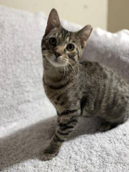 Domestic Short Hair Cats Available for Adoption - Dr. Pepper (26-030 C) | PetCurious