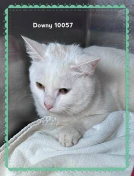 DOWNY -  Domestic Short Hair Cat for Adoption in Marietta, Georgia - DOWNY | PetCurious