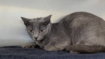 Rescue Domestic Short Hair Cats for Adoption in Kingsland, Georgia - Camilla | PetCurious