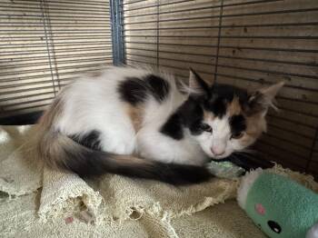 Sassafras -  Domestic Medium Hair Cat for Adoption in Rawlins, Wyoming - Sassafras | PetCurious