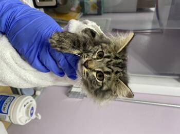 Domestic Medium Hair Cats Available for Adoption - Tag | PetCurious