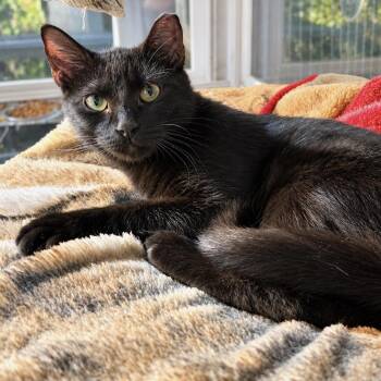 Dawn -  Domestic Short Hair Cat for Adoption in Bentonville, Arkansas - Dawn | PetCurious