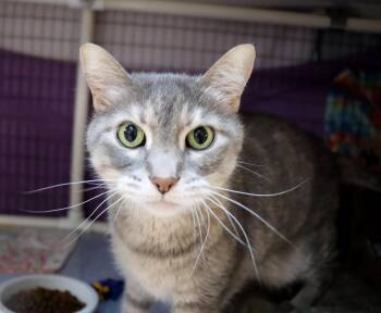 Domestic Short Hair Cats Available for Adoption - Willow | PetCurious