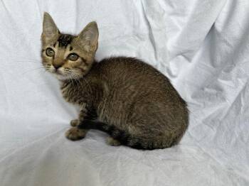 Heidi -  Domestic Short Hair Cat for Adoption in Corpus Christi, Texas - Heidi | PetCurious
