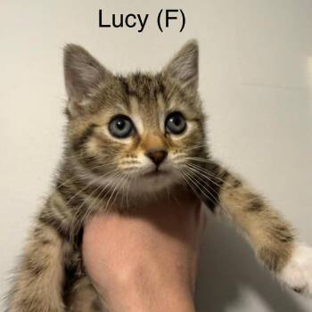 Lucy -  Domestic Short Hair Cat for Adoption in Chilliwack, British Columbia - Lucy | PetCurious