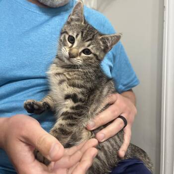 Matrix -  Domestic Short Hair Cat for Adoption in Durham, North Carolina - Matrix | PetCurious