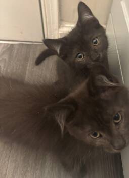 Phantom & Vader -  Domestic Medium Hair Cat for Adoption in Calverton, Maryland - Phantom & Vader | PetCurious