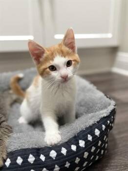 TONKA -  Domestic Short Hair Cat for Adoption in Sacramento, California - TONKA | PetCurious