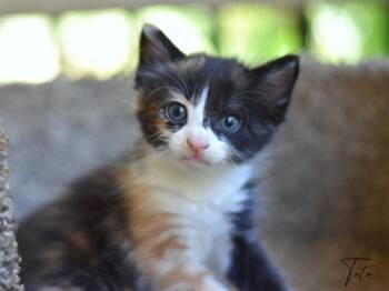 Toto -  Calico Cat for Adoption in Montgomery, Texas - Toto | PetCurious