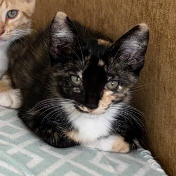 Jigsaw -  Domestic Short Hair Cat for Adoption in Long Beach, California - Jigsaw | PetCurious