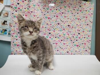 Rescue Domestic Short Hair Cats for Adoption in Maumee, Ohio - Gobble Gobble | PetCurious