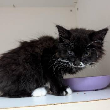 Katrina -  Domestic Long Hair Cat for Adoption in Potomac, Maryland - Katrina | PetCurious