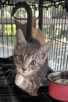 Monroe -  Domestic Medium Hair Cat for Adoption in Saginaw, Michigan - Monroe | PetCurious