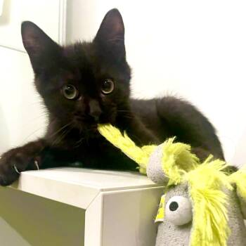 Peanut -  Domestic Short Hair Cat for Adoption in Miami, Florida - Peanut | PetCurious