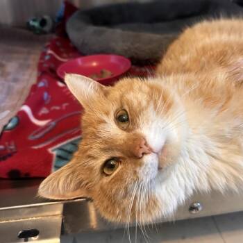 Domestic Short Hair Cats Available for Adoption - Hamburgler | PetCurious
