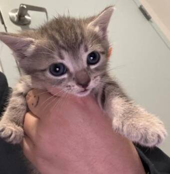 Domestic Short Hair Cats Available for Adoption in Daytona Beach, Florida - Fisher | PetCurious