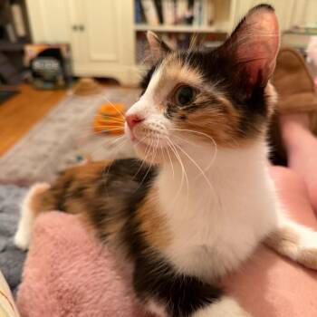Samantha -  Domestic Medium Hair Cat for Adoption in Hopkinton, Massachusetts - Samantha | PetCurious