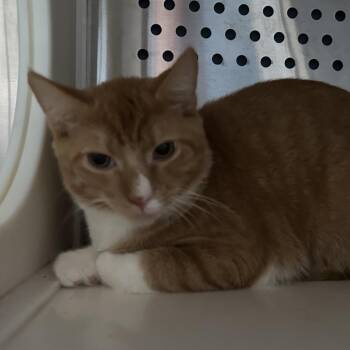 Firefly -  Domestic Short Hair Cat for Adoption in Oyster Bay, New York - Firefly | PetCurious