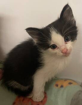 Rescue Domestic Short Hair Cats for Adoption in Neosho, Missouri - Chili | PetCurious