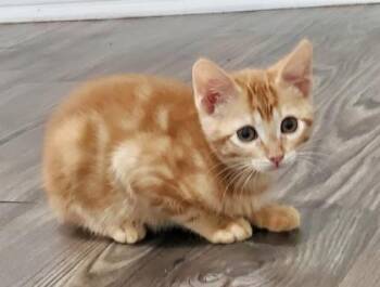 Zest (pre adopt) -  Domestic Short Hair Cat for Adoption in Fort Worth, Texas - Zest (pre Adopt) | PetCurious