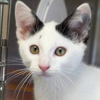 Warhol -  Domestic Short Hair Cat for Adoption in Jefferson, Wisconsin - Warhol | PetCurious