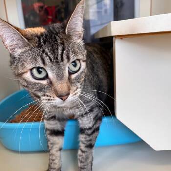 Megan -  Domestic Short Hair Cat for Adoption in Aberdeen, Washington - Megan | PetCurious