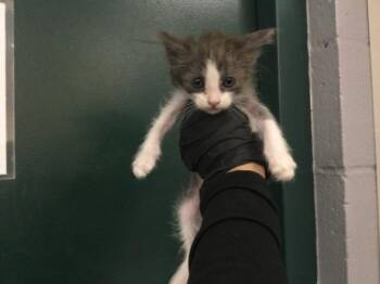 A1926662 -  Domestic Short Hair Cat for Adoption in Thousand Palms, California - A1926662 | PetCurious
